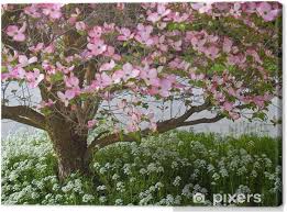 Sfondi gratis hd, immagini di la primavera alberi in fiore scarica le foto di per il tuo desktop download di sfondi. Quadro Su Tela Fiori Rosa Adornano Un Albero Dogwood In Primavera Pixers Viviamo Per Il Cambiamento