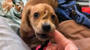 We've listed all the golden retriever rescues in the united states southern bayou golden retriever rescue in fl ( see florida). Meet Narwhal Puppy Puppy With A Tail Growing Out Of His Forehead