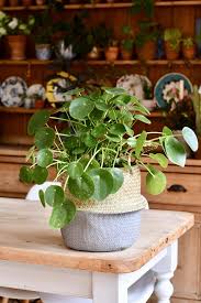 Image result for Pilea