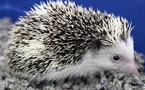 We did not find results for: Exotic Pet Shop Near Me Pet S Gallery