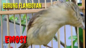 Contoh lebih jelasnya lagi, ada seorang penghobi yang masih awam tentang burung jalak suren dan pergi ke pasar burung untuk membeli burung jalak suren jantan. Flamboyan Gacor Nyerecet Dan Nyuling Ampuh Buat Masteran Dan Pancingan