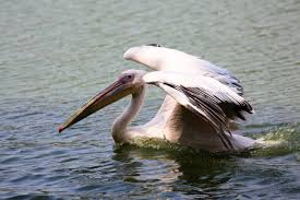 Fotograf Kus Kanat Pelikan Seabird Vahsi Hayat Gaga Fauna Leylek Omurgali Dev Balikcil Balik Yiyen Pelekaniformes El Ilani Dogal Yasam Alani Pelikan Golde Yuzme Buyuk Musluk Ciconiiformes 5760x3840 654516 Ucretsiz Resimler Pxhere