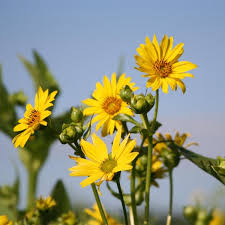 Image result for Chlorophytum perfoliatum