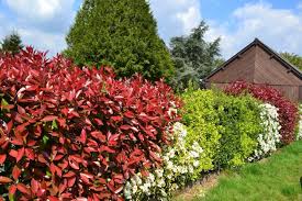 Fences can perform many of the same functions, but manmade barriers aren't the same as living natural barriers. Best Shrubs For Making Privacy Hedges Old Farmer S Almanac