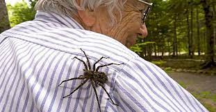 It is considerably larger than the player and can be identified by the hair across its body, the colored v on its abdomen and the thicker legs than orb weavers. Super Large Spiders Seen In West Island Mtltimes Ca