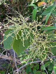 Image result for Dioscorea dregeana