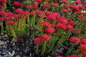 Image result for Crassula alsinoides