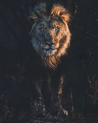 Discovery On Instagram Fervent Caption By Donal Boyd Donalboyd Adventure Travel Most Beautiful Animals Lion Photography Animal Planet