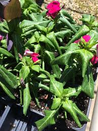 Image result for Vinca