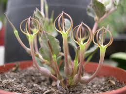 Image result for Ceropegia conrathii