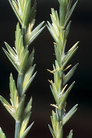 Image result for Trisetopsis elongata