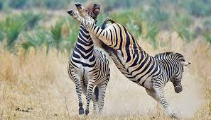 Resultado de imagen de zebras