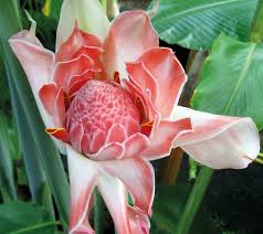 Image result for Etlingera