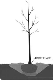 Care for your trees and visit us at the dallas arboretum to see how we are for our trees. How To Plant A Tree The Gateway Gardener