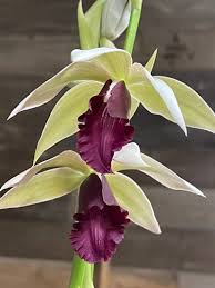 Image result for Phaius