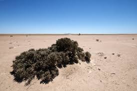 Image result for Arthraerua leubnitziae