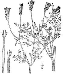 Image result for Bidens bipinnata