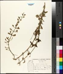 Image result for Alvesia clerodendroides