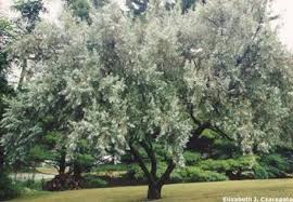 No Russian Olive Tree The Smell Of Summer Messy Evasive Russian Olive Tree Lilac Gardening Alien Plants