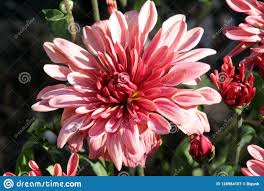 Red Chrysanthemums The Last Autumn Flowers Photo About Photo Beautiful Kind Chrysanthemums Lighting White Red Chrysanthemums Fall Flowers Chrysanthemum