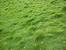 Tall Fescue
