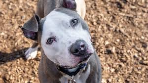 Maybe you would like to learn more about one of these? Humane Rescue Alliance At Full Capacity Wusa9 Com