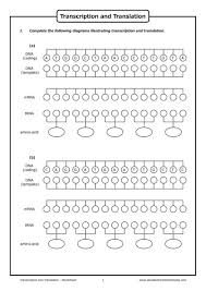 If several sequences might work choose any one. Transcription And Translation Worksheet Answers