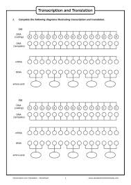 If several sequences might work choose any one. Transcription And Translation Worksheet Answers