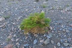 Image result for Fagonia isotricha