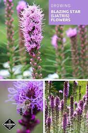 Growing Blazing Star Liatris Flowers A How To Guide Gardening Channel Container Gardening Flowers Small Tropical Gardens Flower Garden