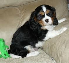 Why buy a cavalier king charles spaniel puppy for sale if you can adopt and save a life? Cavalier King Charles Puppy Free To Good For Sale United States Pets 1