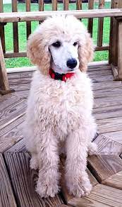 Akc Breathtaking Standard Poodles Poodle Puppy Poodle Puppy Standard Standard Poodle