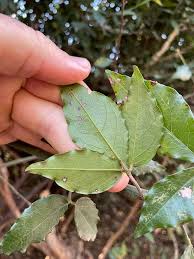 Image result for Maerua friesii