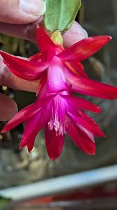 The Christmas Cactus Club
