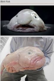 Blob Fish Weird Animals Blobfish Animals