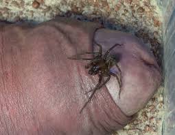 Insekten auf meinen Penis | MOTHERLESS.COM ™