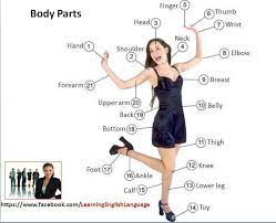 Here are some american english slang words for parts of the body: Pin Di Body Parts