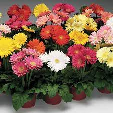 Jaguar Mix Gerbera Daisy Seeds Gerbera Daisy Seeds Gerbera Daisy Gerbera