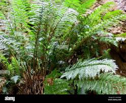 Image result for Todea