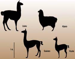 Both are among the group of only five new world species of animals to have been domesticated. Animal Department Llama Llama Arts Alpaca