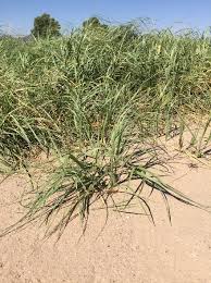 Image result for Panicum adenophorum