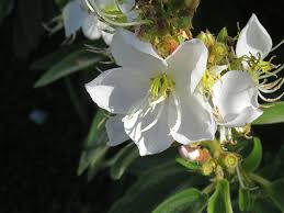 Image result for Dissotis princeps