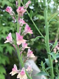 Toadflax ‘Peachy’