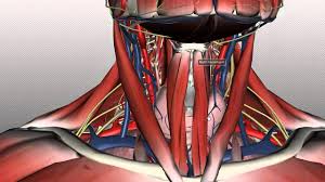Pharynx, larynx, vocal cords, adenoids (1, 2, 5). Neck Anatomy Organisation Of The Neck Part 1 Youtube