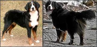 bernese mountain dog puppy growth pets mountain dog