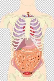 Among the major organs contained in the thoracic cavity are the heart and lungs. Organ Human Body Anatomy Torso Homo Sapiens Png Clipart Abdomen Anatomy Chest Finger Function Free Png