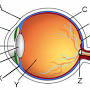 Retina anatomy from quizlet.com