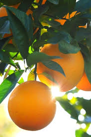 Bob wells nursery in lindale, texas is also a good local source for fruit trees and bushes. Dwarf Valencia Orange Tree Seedless Citrus Excludes Ca Tx La Az Catxlaaz Citrus Dwarf Excludes Orang In 2020 Indoor Fruit Trees Trees To Plant Valencia Orange