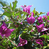 Die gärten im mediterranen stil sind nach den klimabesonderheiten und der lokalen landschaft gestaltet. Sortiment Mediterrane Pflanzen Baumschule Und Gartnerei Schweizer Baum Und Garten