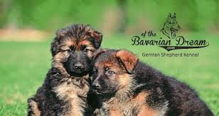 Schäferhund welpen benötigen von anfang an, genauso wie alle anderen hundewelpen, viel zeit, liebe, aufmerksamkeit und auch erziehung. Schaferhund Welpen Posts Facebook